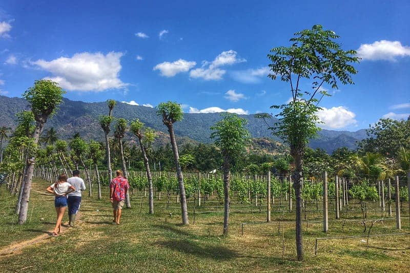 WINE LOVER, YUK! JELAJAHI 10 KEBUN ANGGUR TERBAIK DI DUNIA