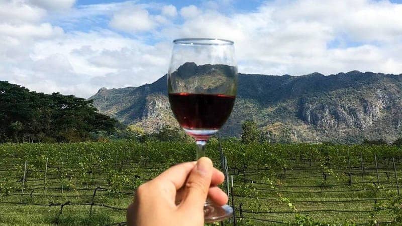 WINE LOVER, YUK! JELAJAHI 10 KEBUN ANGGUR TERBAIK DI DUNIA