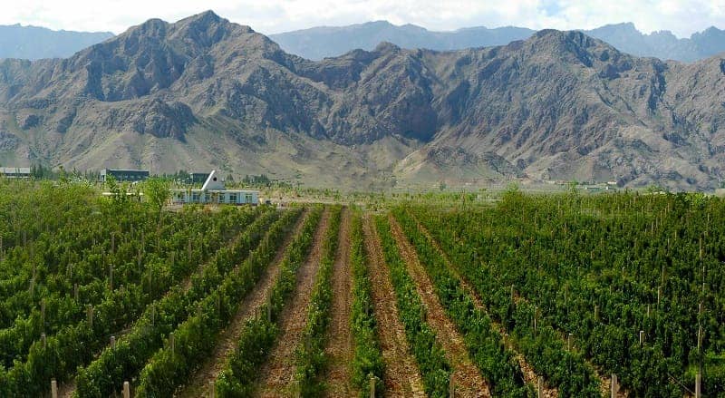 WINE LOVER, YUK! JELAJAHI 10 KEBUN ANGGUR TERBAIK DI DUNIA