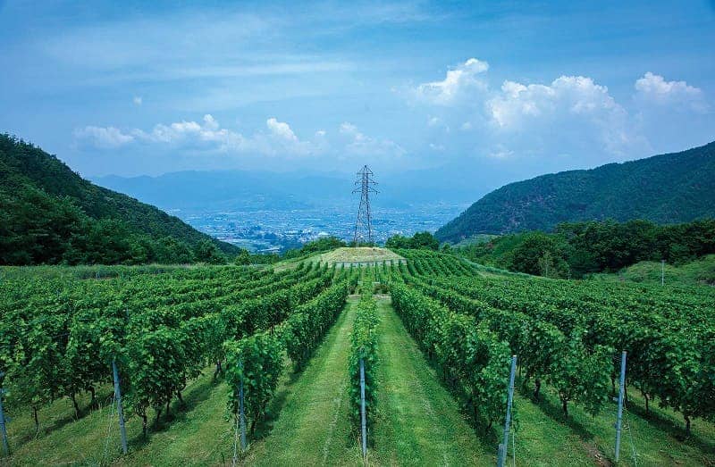 WINE LOVER, YUK! JELAJAHI 10 KEBUN ANGGUR TERBAIK DI DUNIA