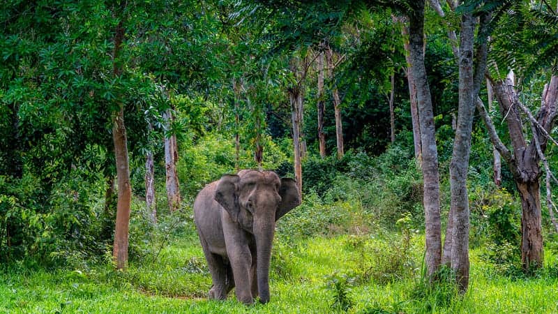 10 TAMAN NASIONAL TERBAIK DI THAILAND DENGAN ALAM LIAR YANG MENARIK UNTUK DIJELAJAHI