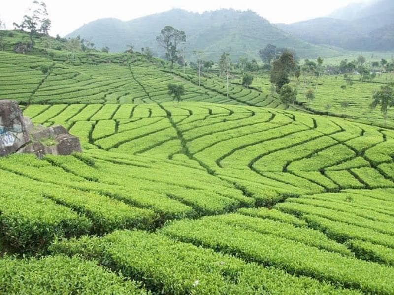 10 WISATA ALAM DI SOLO, AIR TERJUN HINGGA HUTAN INSTAGENIC