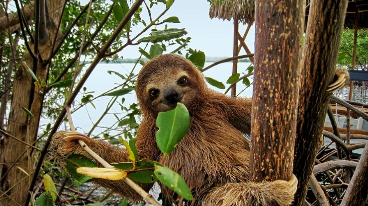 Tujuh Fakta Unik Tentang Sloth