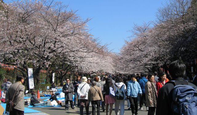 7 Paket Wisata Pilihan Untuk Jelajahi Sisi Autentik Jepang