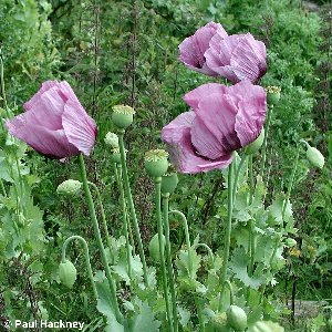 must-read-opium-bunga-cantik-nan-mematikan