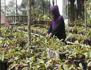Manfaat dan cara membudidayakan tanaman kantong semar
