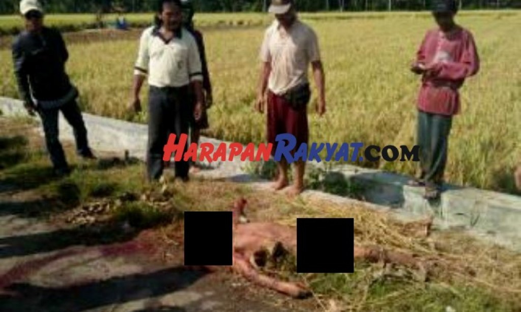 Di Pangandaran, Maling Tewas Mengenaskan Dihajar Massa