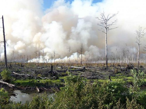 &#91;COC GL&#93; Silahkan Rusak Semua Hutan Biar Indonesia Makin Mengerikan