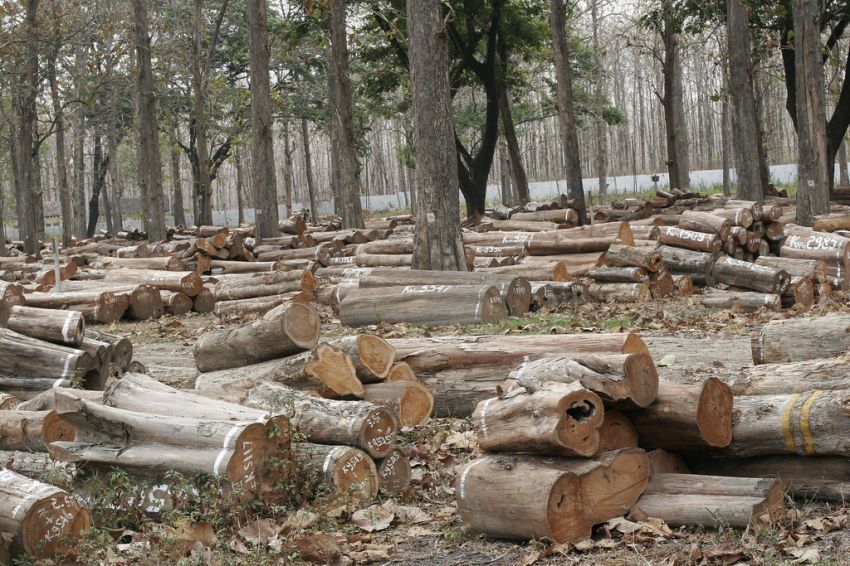 22 Alasan Kenapa Kamu Harus Peduli Pada Hutan &amp; Pepohonan Di sekitar