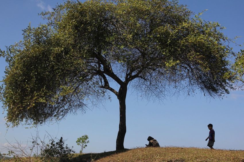 22 Alasan Kenapa Kamu Harus Peduli Pada Hutan &amp; Pepohonan Di sekitar