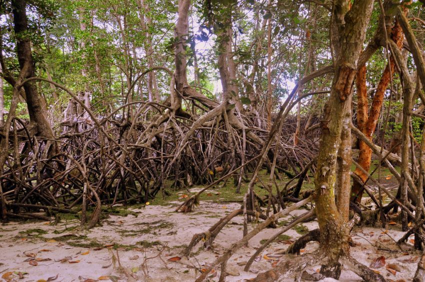 22 Alasan Kenapa Kamu Harus Peduli Pada Hutan &amp; Pepohonan Di sekitar