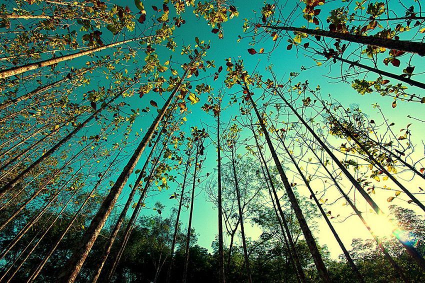 22 Alasan Kenapa Kamu Harus Peduli Pada Hutan &amp; Pepohonan Di sekitar