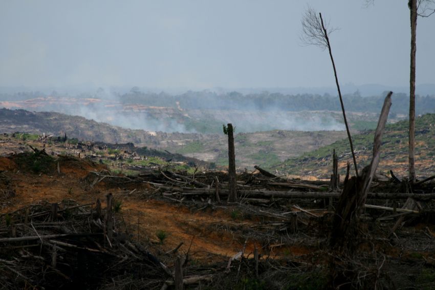 22 Alasan Kenapa Kamu Harus Peduli Pada Hutan &amp; Pepohonan Di sekitar