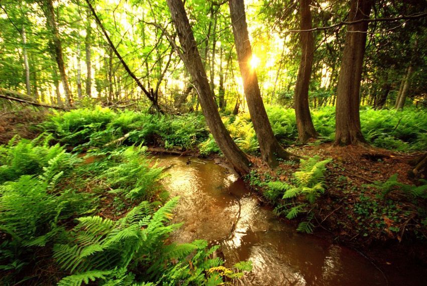 22 Alasan Kenapa Kamu Harus Peduli Pada Hutan &amp; Pepohonan Di sekitar