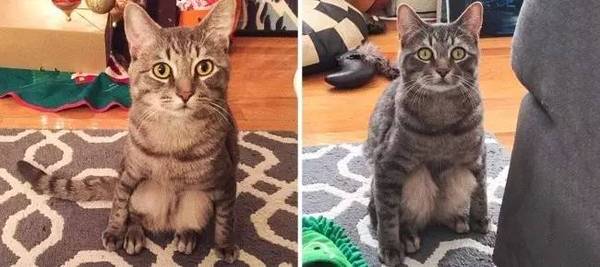 &#91;LUCU&#93; 19 Potret Kelakuan Kucing Yang Ketahuan Mirip Dengan Manusia