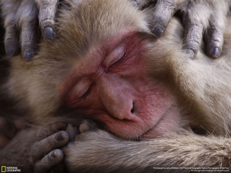 12+ Foto Alam Terbaik Pemenang Kompetisi National Geographic 2017.