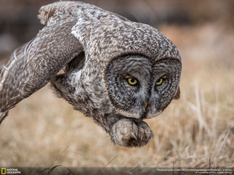 12+ Foto Alam Terbaik Pemenang Kompetisi National Geographic 2017.