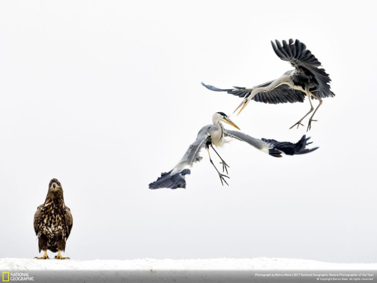 12+ Foto Alam Terbaik Pemenang Kompetisi National Geographic 2017.