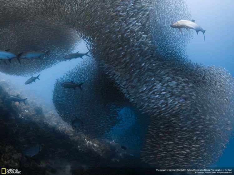 12+ Foto Alam Terbaik Pemenang Kompetisi National Geographic 2017.