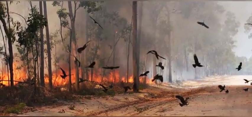 Elang Australia Sengaja Membakar Hutan Untuk Mendapatkan Santapannya