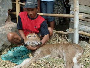 Heboohh, Sapi Berkepala Dua Di Blitar Jawa Timur