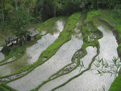 Objek Wisata & Tempat-Tempat menarik Di Pulau Bali.