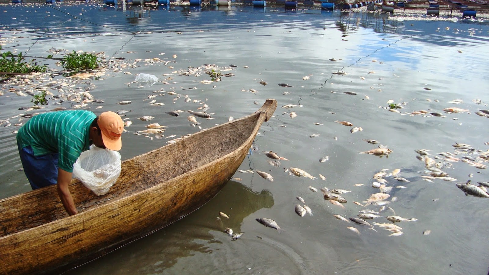&#91;PIC&#93; Lima Ton Ikan Danau Maninjau Sumatera Barat Mati Mendadak