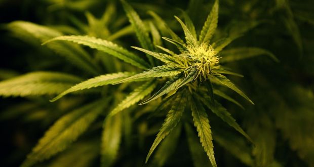 Man in possession of cannabis for epilepsy treatment fined €100