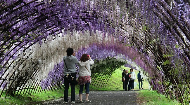 Lihat nih! 10 taman bunga paling indah di Jepang