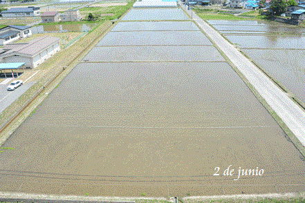 Tanbo Art, Seni Melukis Sawah Oleh Petani Jepang &#91;Pict++&#93;