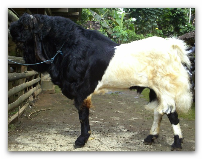 Mengenal Kambing Etawa Kaligesing (Purworejo)