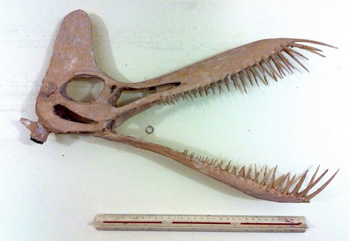 Bocah 9 Tahun Temukan Dinosaurus Jenis Baru