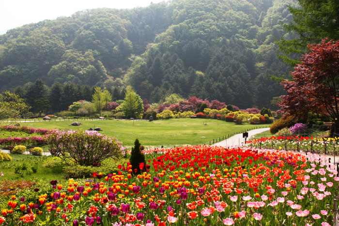 4 Taman Bunga Di Korea yang Wajib Dikunjungi Saat Musim Panas