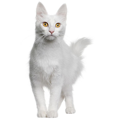 Ini Video Kucing Mengerti Kata 'Lapar' Viral di Media Sosial