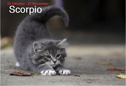 Scorpio Adalah Orang Yang Mengerikan (ane kasih tau rahasia mereka (18+))