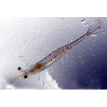 saltwater-fish-beginners