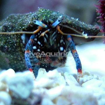 saltwater-fish-beginners