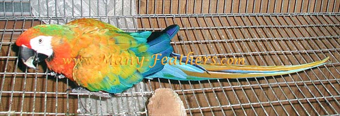 sharing-burung-paruh-bengkok-ii