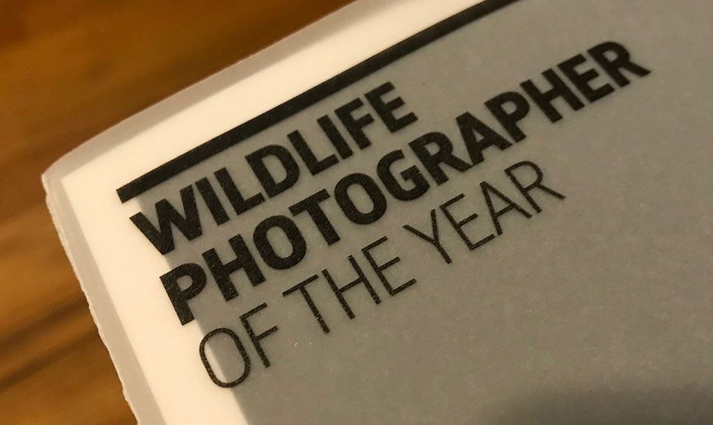 Foto Tikus Bertengkar jadi Pemenang di WPY LUMIX People's Choice Tahun ini