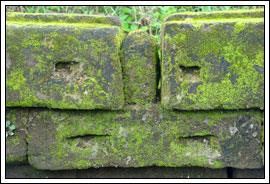 litops-julii--ada-tanaman-seperti-batu-gan-must-see