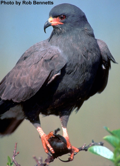 tentang-burung-predator