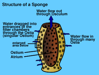 Ini dia si SpongeBob Squarepants dalam kehidupan nyata gan ( lah emang ada? )