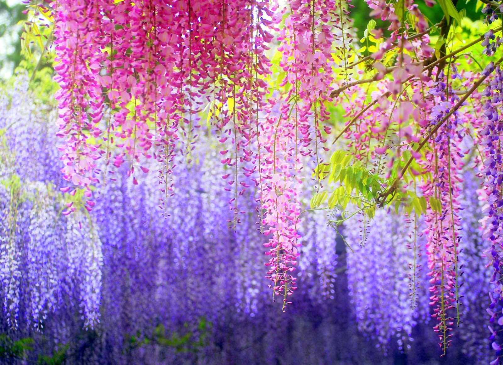 Kawachi Fuji Garden Japan, salah satu taman terindah didunia...