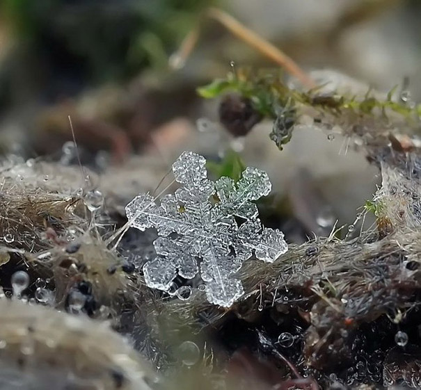 Pesona Keindahan Keping Salju dalam Fotografi Makro