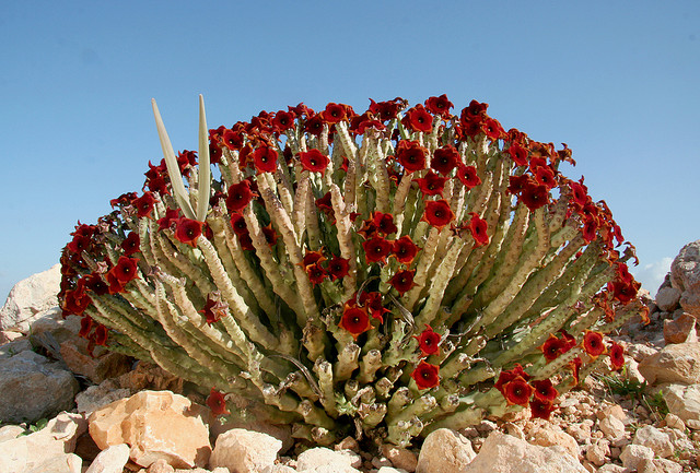 Socotra: Tempat Paling “Alien” di Muka Bumi