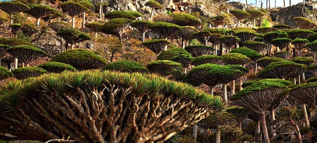 Socotra: Tempat Paling “Alien” di Muka Bumi