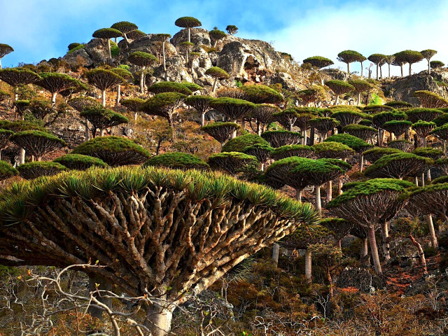 Socotra: Tempat Paling “Alien” di Muka Bumi