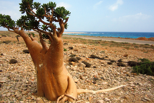 Socotra: Tempat Paling “Alien” di Muka Bumi