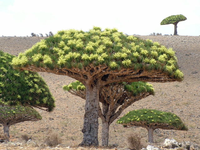 Socotra: Tempat Paling “Alien” di Muka Bumi