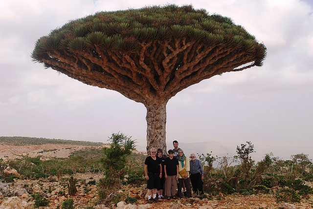 Socotra: Tempat Paling “Alien” di Muka Bumi